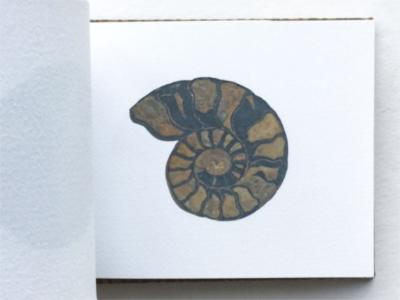 Ammonite flick book page 33 – almost fully formed