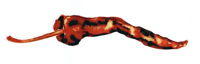 chilli-pepper-ink--bleach